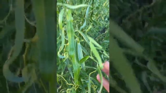 Змеевидная ива смотреть онлайн