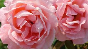 Видео - розы, музыка Аве Мария