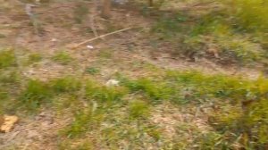 Поймали ОГРОМНУЮ прыткую / Ловля ящериц