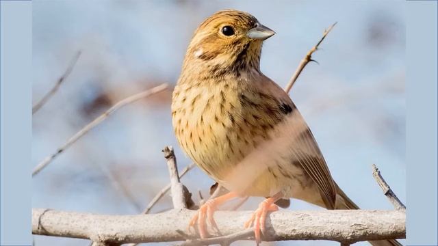 Весенняя песня смотреть онлайн