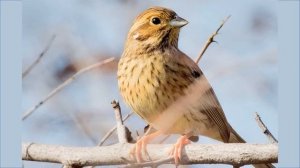 Весенняя песня