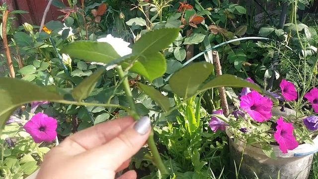 КАК РАЗМНОЖИТЬ РОЗЫ?! ПРОСТОЙ СПОСОБ РАЗМНОЖЕНИЯ РОЗ! HOW TO REPRODUCT ROSES ?! смотреть онлайн