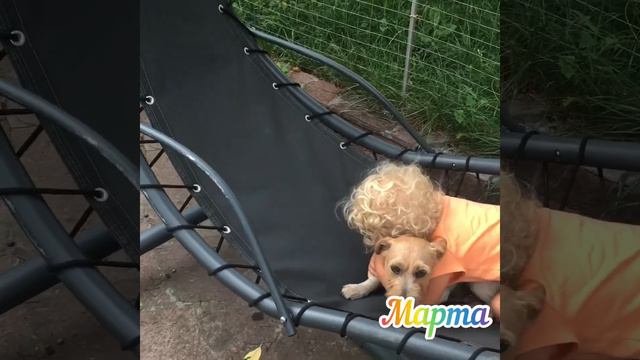 Животные для детей. 2 собаки. У Марты новый питомец 🐶 смотреть онлайн