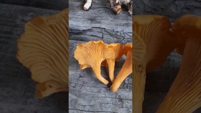 Ложные лисички или...!?! #натальялебедева #лес #грибы #лисички #ежовикжелтый #хорошовдеревнелетом смотреть онлайн