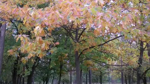 Richard Clayderman - Nostalgia смотреть онлайн