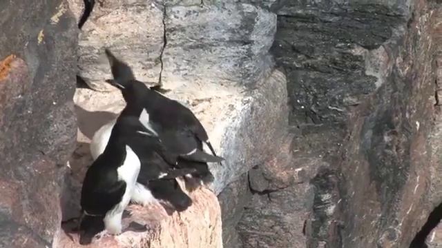 Digges Island.mov смотреть онлайн