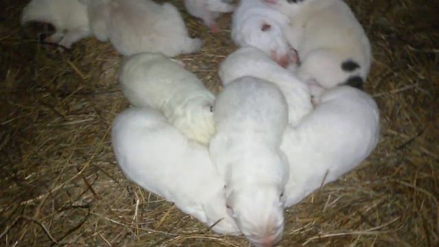 Бугай Алабай. Сонное царство. смотреть онлайн