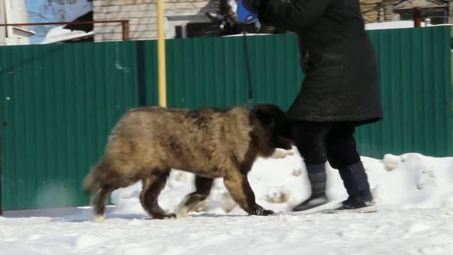 Гордый Княжич Тайрана 5.5 мес. смотреть онлайн