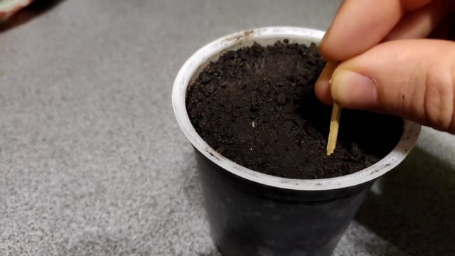 Томат "Уссурийский тигр"? Грациозно-кайфовый вкус смотреть онлайн