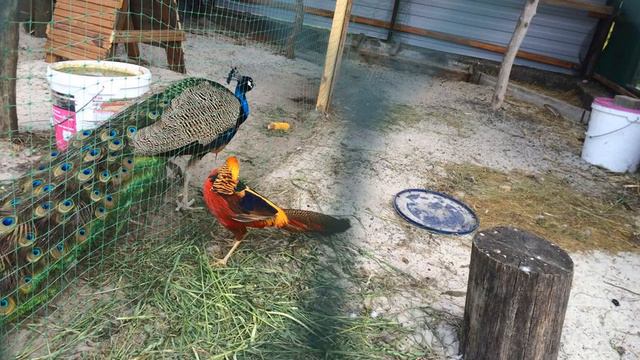 Agrousadba Lesnaya Zavod - Kleyniki - Belarus смотреть онлайн