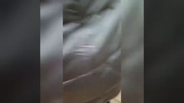 Выставка тюльпанов "Репетиция весны" в Аптекарском огороде. смотреть онлайн