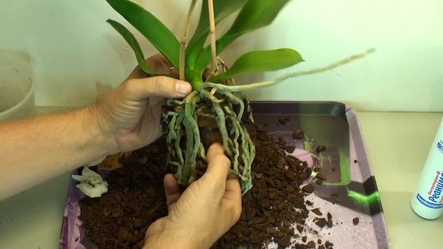 корни орхидеи ОБРАБОТКА от возбудителей грибных и бактериальных БОЛЕЗНЕЙ смотреть онлайн