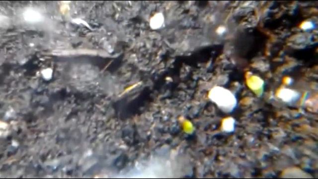 Idioma De Lithops 😜