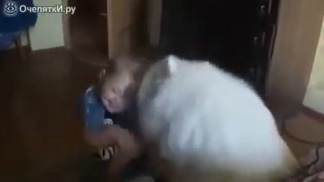 Собака заигрывает с девочкой!!!!Просто распирает от умиления! смотреть онлайн