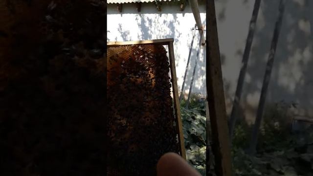 ?Шымкентский мёд. Шымкент балы? смотреть онлайн