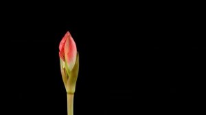 Природа, как растут цветы, удивительно красиво