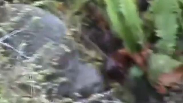 Птица киви.mp4 смотреть онлайн