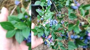 Ранний сорт голубики Река