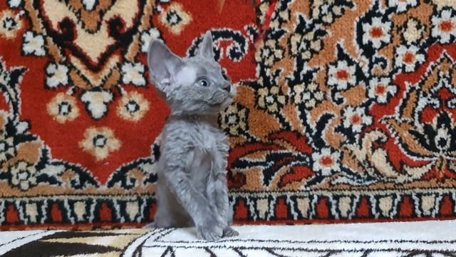 Котёнок Девон Рекс 08.06.2021. Мальчик Натальи смотреть онлайн