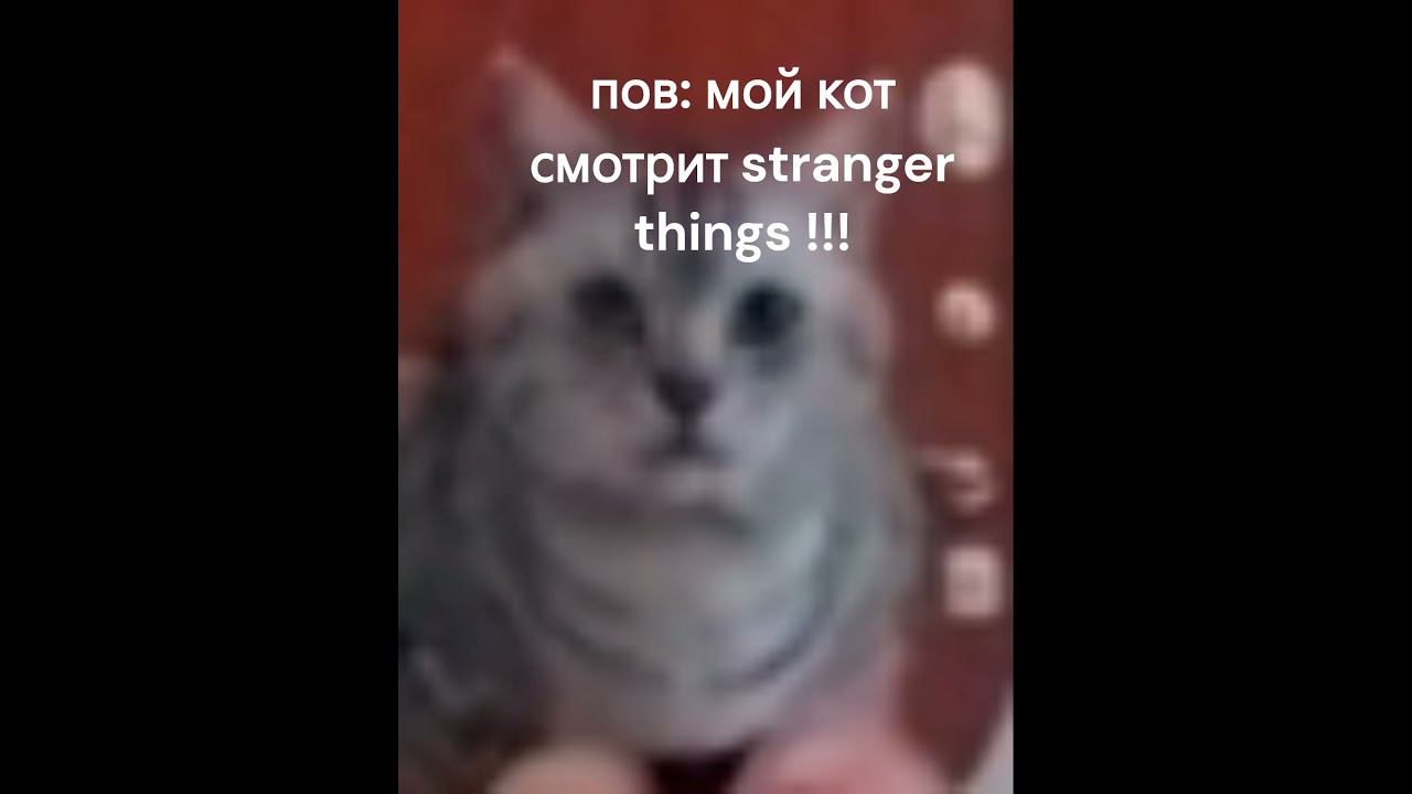 мой кот смотрит starnger things #shorts смотреть онлайн