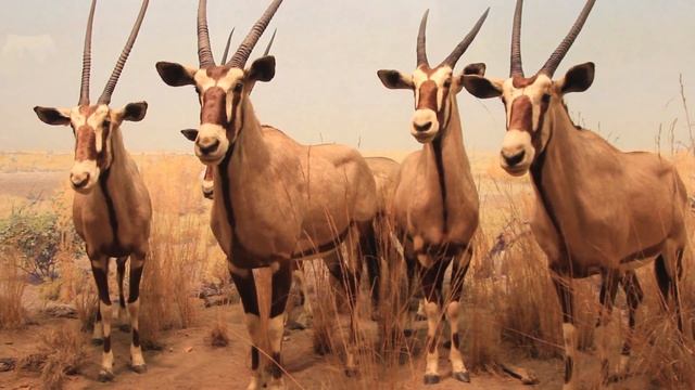 Динозавры. American Museum of Natural History. Американский музей естественной истории смотреть онлайн