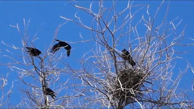 Весна. Ледоход. Грачи на гнёздах. смотреть онлайн