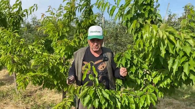 Как получить максимум от черешни Эрли стар: секреты плодоношения смотреть онлайн