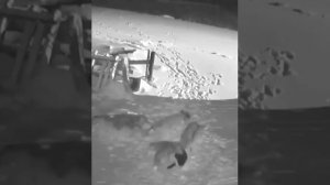 Волки в Новосибирской области!!!