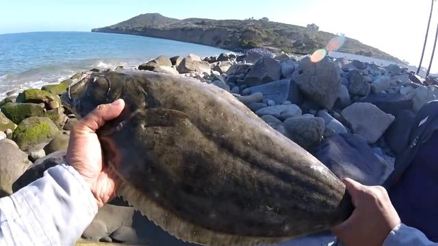 How to catch Halibut : Using Berkeley Gulp Mullet