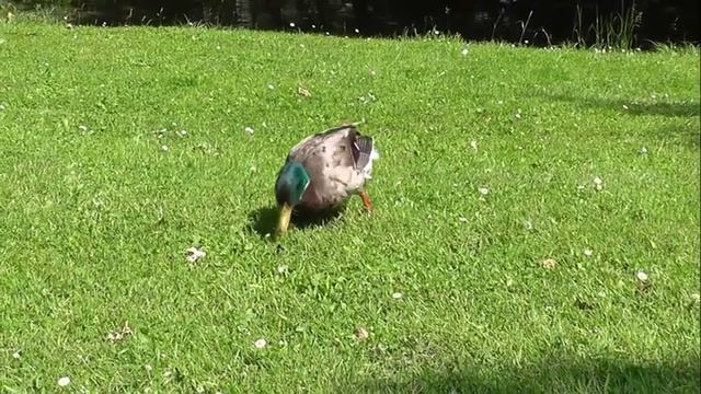 Animals: Die Ente (The Duck) - Learn German easily смотреть онлайн