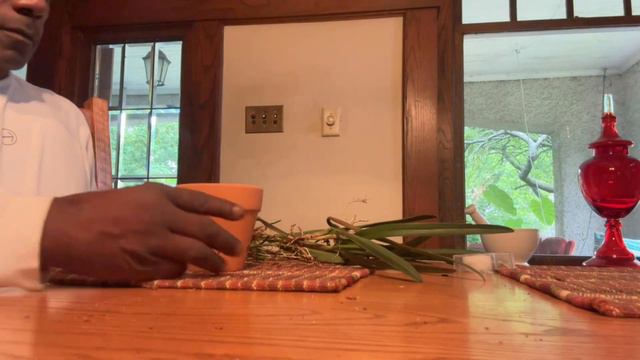 MOUNTING 101: OVERGROWN CHOICE Encyclia/Cattleya hybrid DIVIDED AND MOUNTED @howtomountorchids смотреть онлайн