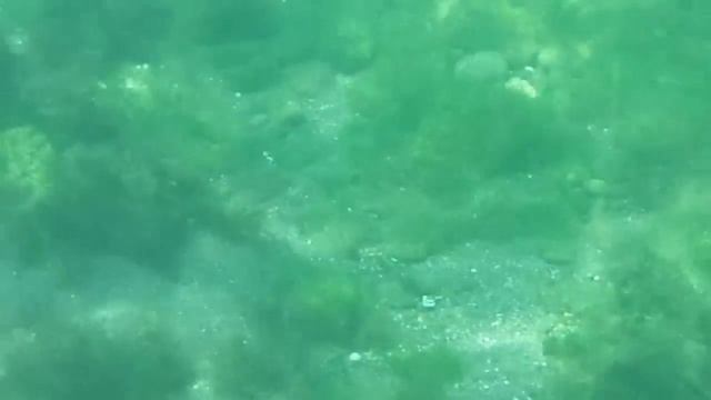 ЗУБАРЬ-РЫБА (HD720p) смотреть онлайн