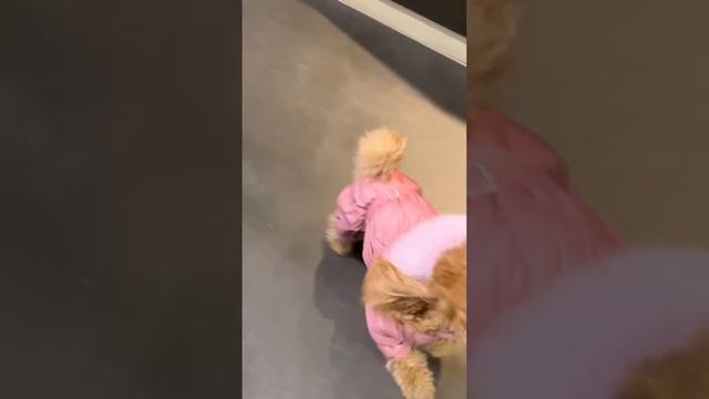 Микроцемент в интерьере шоурума - прочно, надежно, долговечно и стильно ? смотреть онлайн