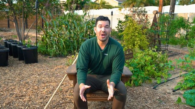 How to Grow Sunflowers Successfully At Home ? смотреть онлайн