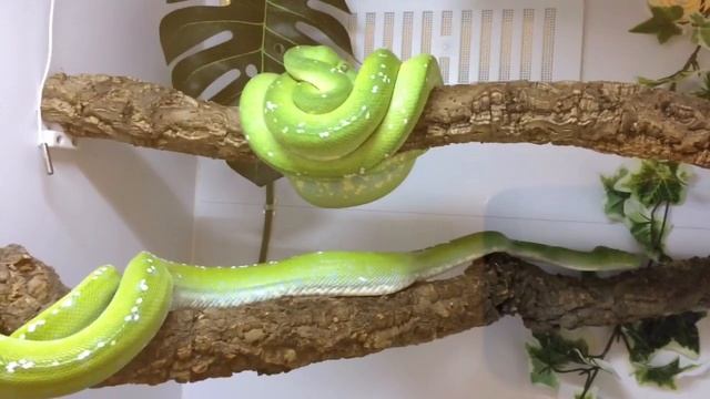 Aru green tree python pairing смотреть онлайн
