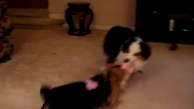 Who Will Win This Tug-of-War game???? смотреть онлайн
