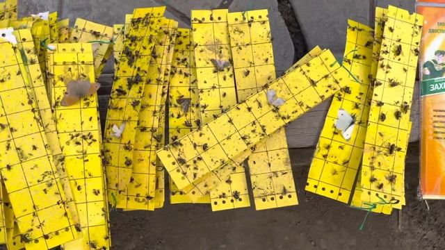 Обилие в теплице…белокрылки. смотреть онлайн