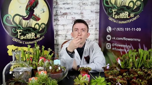 Венерина мухоловка. Кормление мухоловки смотреть онлайн