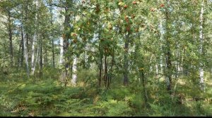 ТАТАРСКИЕ песни традиционные НАСТОЯЩИЕ