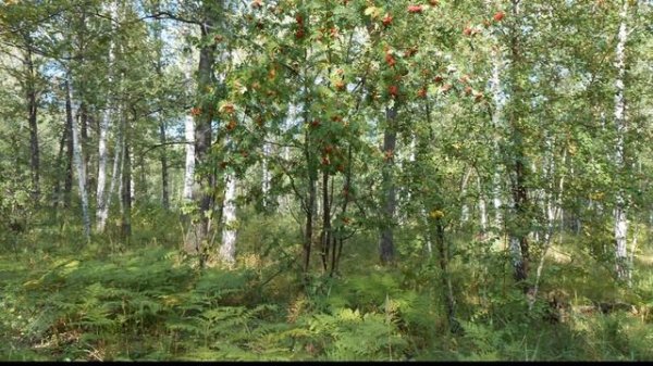 ТАТАРСКИЕ песни традиционные НАСТОЯЩИЕ