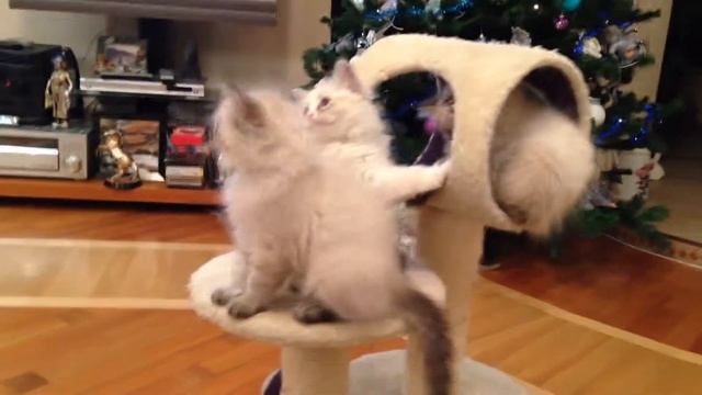 Невские маскарадные котята из питомника 