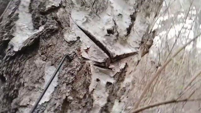 Сбор берёзового сока смотреть онлайн