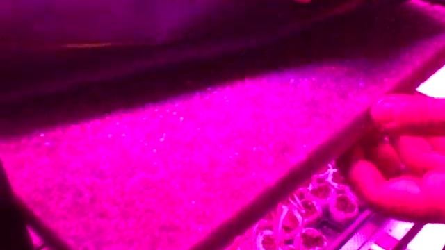 Indoor Kitchen Herb Container Garden and Seedlings Growing under LED Energy Saving Lights смотреть онлайн