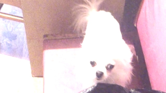 Собака чихуахуа охраняет грибы из леса Тедди Чихуахуа собака мини Приколы чихуашкой Собака рычит на смотреть онлайн