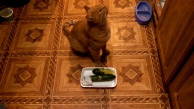 Кот стащил огурцы, ест и икает смотреть онлайн