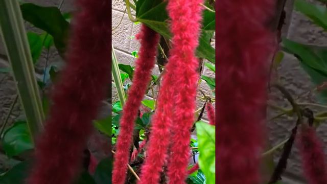 Acalypha Hispida - Chenille plant смотреть онлайн