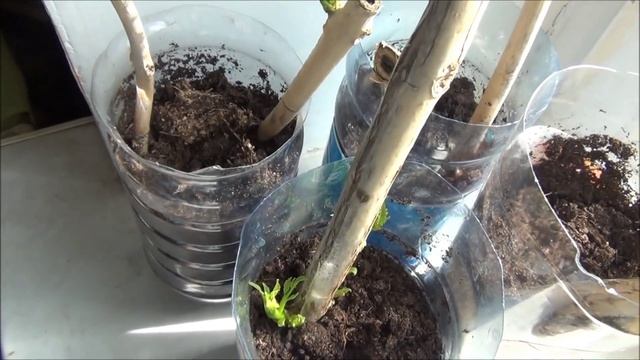 Кампсис. Выращивание из черенков. Размножение кампсиса. Лианы. Ланшафтный дизайн смотреть онлайн