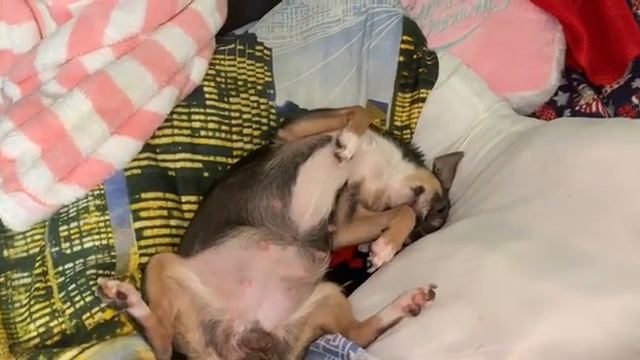 Всем спокойной ночи и самых добрых снов. смотреть онлайн