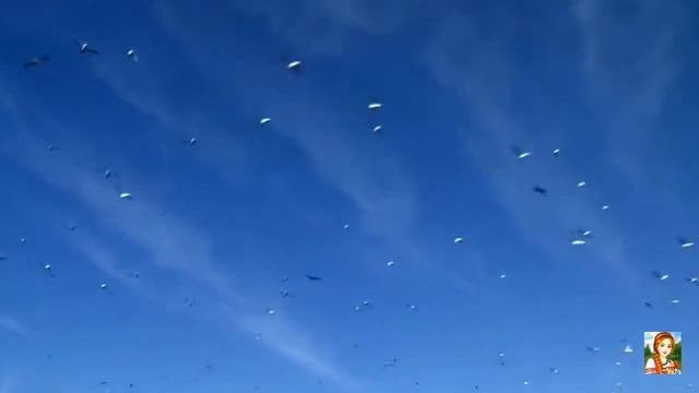 ДЕЛЬФИНЫ. Дельфины на охоте поедают сардин.DOLPHINS! смотреть онлайн