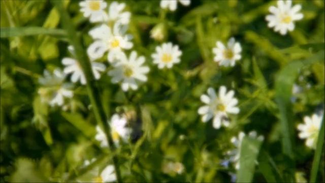 Моя Россия. (стихи Юлия Литвинюк, музыка Денис Нифантьев) смотреть онлайн